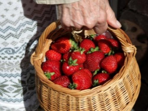 Как подготовить землянику к зиме. Подготовка садовой земляники к зиме 05 Как подготовить землянику к зиме. Подготовка садовой земляники к зиме 05