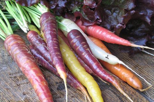 Какие виды моркови лучше всего сохранять на зиму. Оранжевое настроение. Какие сорта моркови лучше хранятся?