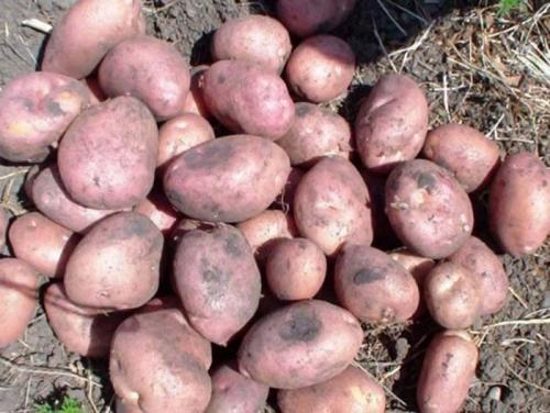 Картофель россия. Урожайные сорта картофеля 2022 — описание с фото