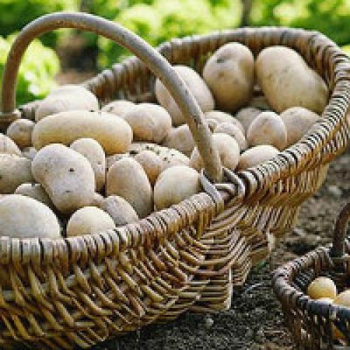 Условия выращивания картофеля. Как вырастить хороший урожай картофеля