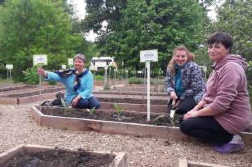 Как картофель в россии приживался. О, картошечка! 01