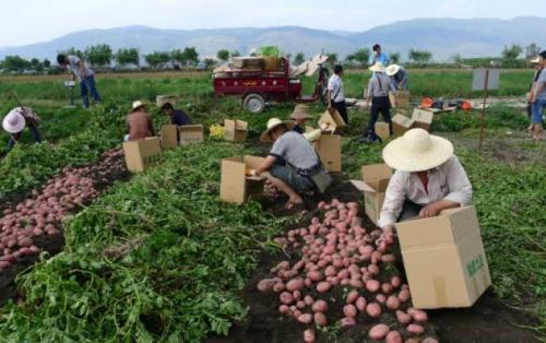 Кто открыл картофель. Откуда пошел картофель