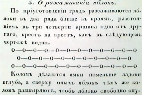 Как картофель в россии приживался. О, картошечка! 02