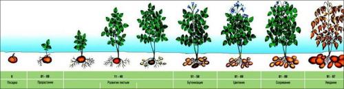 Условия выращивания, как вырастить картофель. Как сажать картофель: сроки, способы, подготовка клубней и почвы 02 Условия выращивания, как вырастить картофель. Как сажать картофель: сроки, способы, подготовка клубней и почвы 02