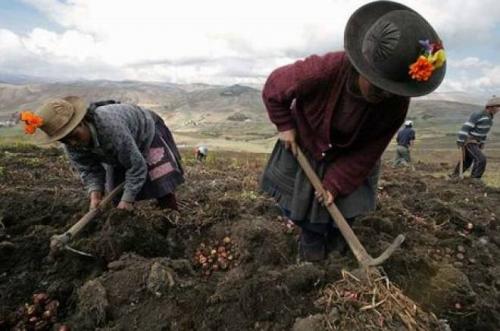 Кто открыл картофель. Откуда пошел картофель