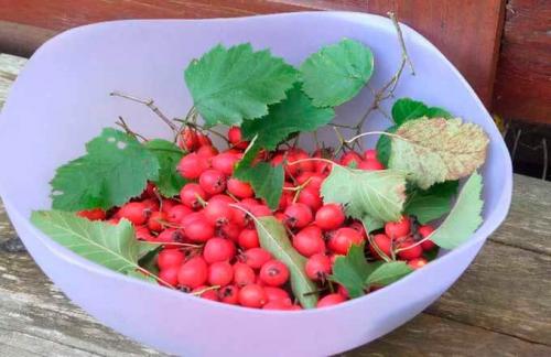 Заморозка боярышника на зиму. Боярышник — 7 идеальных способов приготовления заготовки на зиму