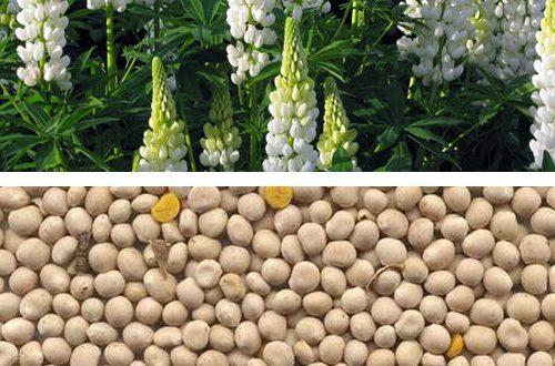 Суперфосфат для клубники осенью. Органические удобрения