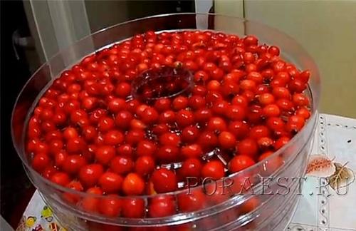 Заморозка боярышника на зиму. Боярышник — 7 идеальных способов приготовления заготовки на зиму