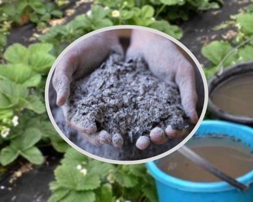 Суперфосфат для клубники осенью. Органические удобрения