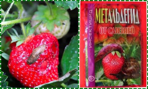 Чем обработать клубнику осенью от грибковых заболеваний. Обработка клубники осенью на зиму от болезней и вредителей