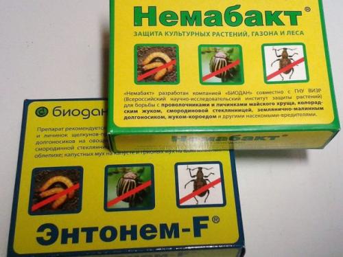 Обработка клубники осенью от болезней и вредителей. Средства от вредителей