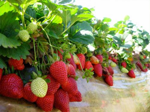 Уход за ремонтантной земляникой осенью. Выращивание ремонтантной клубники — посадка, особенности ухода: подкормки, размножение