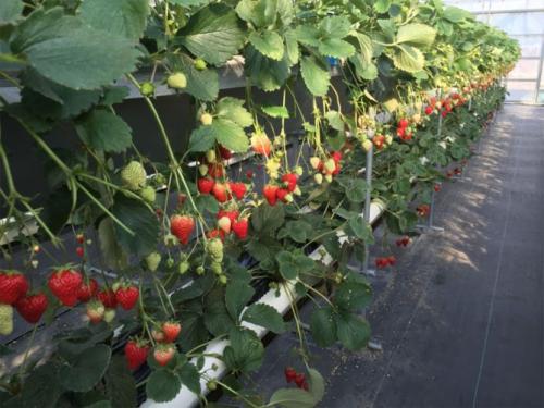 Уход за ремонтантной земляникой осенью. Выращивание ремонтантной клубники — посадка, особенности ухода: подкормки, размножение