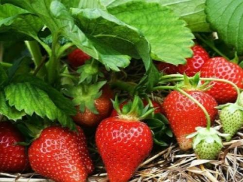 Уход обрезка и подкормка клубники осенью. Добавление статьи в новую подборку 05 Уход обрезка и подкормка клубники осенью. Добавление статьи в новую подборку 05