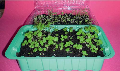 Уход за мелкоплодной земляникой осенью. Мелкоплодная ремонтантная земляника: посев на рассаду и уход на грядке