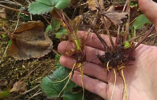 Уход за ремонтантной земляникой осенью. Выращивание ремонтантной клубники — посадка, особенности ухода: подкормки, размножение