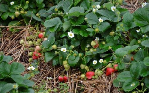 Уход за ремонтантной земляникой осенью. Выращивание ремонтантной клубники — посадка, особенности ухода: подкормки, размножение