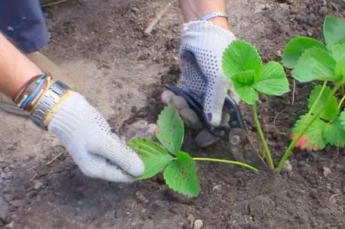 Нужно ли обрезать землянику на зиму. Как и когда обрезать клубнику осенью, чтобы был хороший урожай: инструкция для начинающих