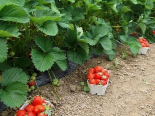 Уход обрезка и подкормка клубники осенью. Добавление статьи в новую подборку 04 Уход обрезка и подкормка клубники осенью. Добавление статьи в новую подборку 04