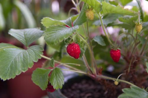 Уход за мелкоплодной земляникой осенью. Мелкоплодная ремонтантная земляника: посев на рассаду и уход на грядке