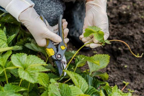 Нужно ли обрезать землянику на зиму. Как и когда обрезать клубнику осенью, чтобы был хороший урожай: инструкция для начинающих