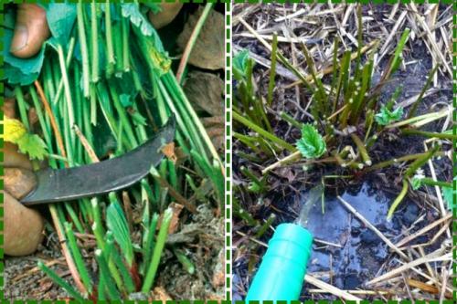 Нужно ли обрезать землянику на зиму. Как и когда обрезать клубнику осенью, чтобы был хороший урожай: инструкция для начинающих