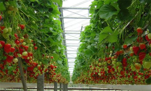 Уход за ремонтантной земляникой осенью. Выращивание ремонтантной клубники — посадка, особенности ухода: подкормки, размножение