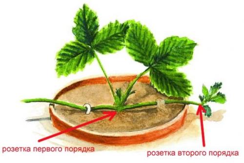Уход за ремонтантной земляникой осенью. Выращивание ремонтантной клубники — посадка, особенности ухода: подкормки, размножение