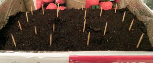 Уход за ремонтантной земляникой осенью. Выращивание ремонтантной клубники — посадка, особенности ухода: подкормки, размножение