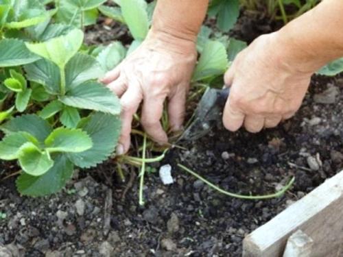 Чем обработать клубнику осенью от грибковых заболеваний. Борьба с болезнями