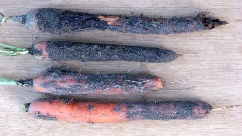 Как избежать плесени и гнили при хранении моркови на грядке. Что делать, если гниет морковь при хранении и почему так происходит