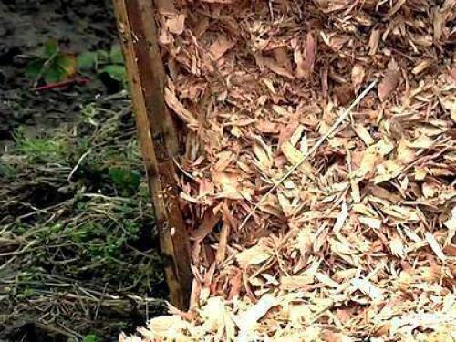 Как подготовить клубнику к зиме в сибири. Как укрывать клубнику на зиму правильно и когда это лучше делать