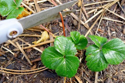 Нужно ли обрезать клубнику на зиму. Как и когда обрезать клубнику осенью, чтобы был хороший урожай: инструкция для начинающих