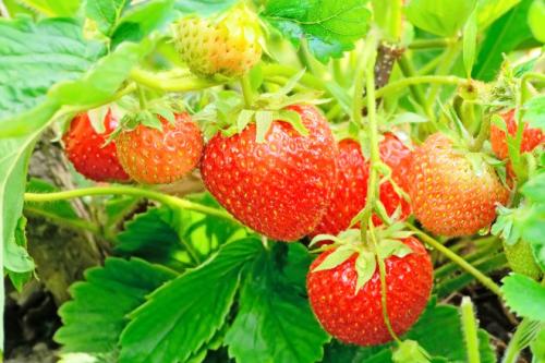 Нужно ли обрезать клубнику на зиму. Как и когда обрезать клубнику осенью, чтобы был хороший урожай: инструкция для начинающих