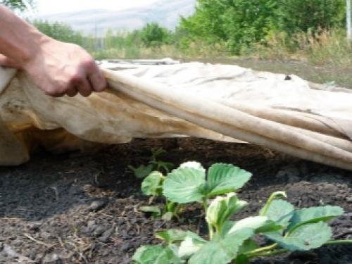 Как укрыть клубнику на зиму. Нужно ли укрывать клубнику на зиму? 01 Как укрыть клубнику на зиму. Нужно ли укрывать клубнику на зиму? 01
