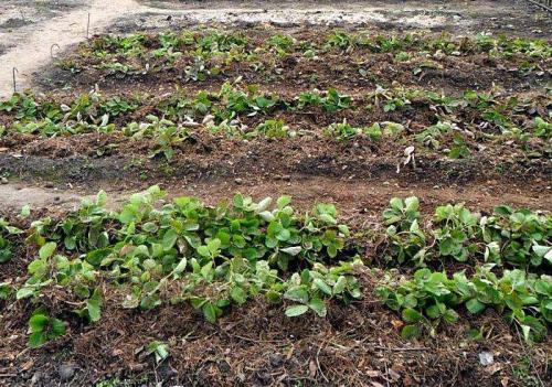 Как подготовить клубнику к зиме в сибири. Как укрывать клубнику на зиму правильно и когда это лучше делать