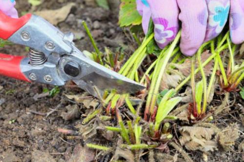 Нужно ли обрезать клубнику на зиму. Как и когда обрезать клубнику осенью, чтобы был хороший урожай: инструкция для начинающих