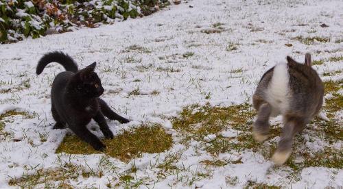 Как защитить молодую яблоню от грызунов зимой. Как защитить молодые саженцы от зайцев и мышей 03