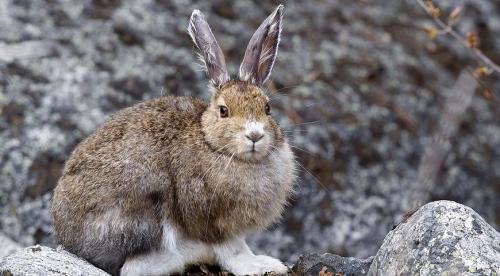 Как защитить молодую яблоню от грызунов зимой. Как защитить молодые саженцы от зайцев и мышей 02