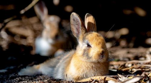 Как защитить молодую яблоню от грызунов зимой. Как защитить молодые саженцы от зайцев и мышей 04