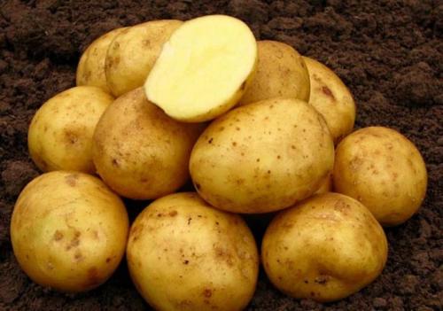Самый высокоурожайный сорт картофеля. Урожайные сорта картофеля 2022 — описание с фото