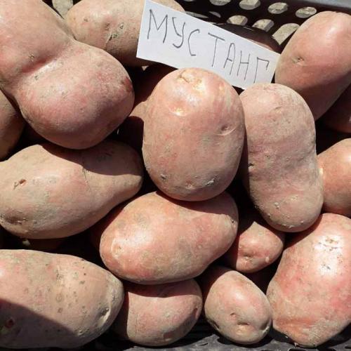 ТОП-10 сортов картофеля сезона 2022. Рассыпчатые сорта картофеля – ТОП-20 2022 года