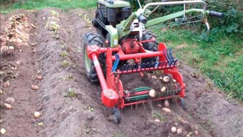 Как заработать на выращивании картофеля. Выращивание картофеля домашний бизнес.