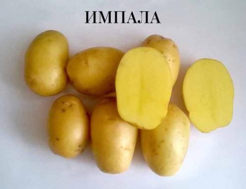 ТОП-10 сортов картофеля сезона 2022. Рассыпчатые сорта картофеля – ТОП-20 2022 года