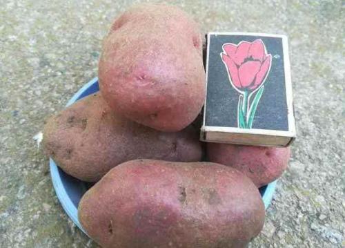 Сорт картофеля легенда. Картофель сорт Легенда: характеристика, правила посадки и способы ухода