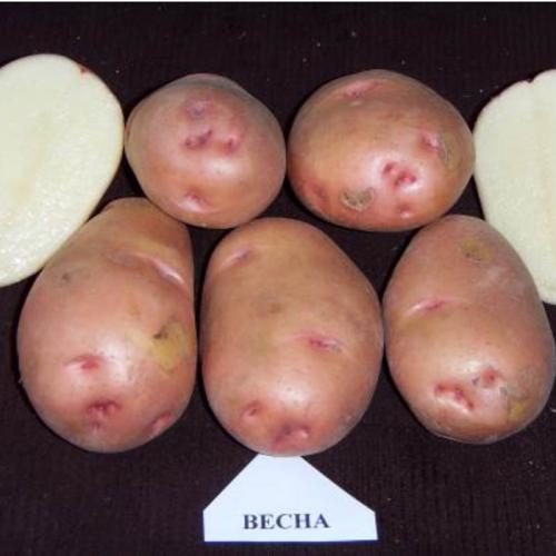 Самый высокоурожайный сорт картофеля. Урожайные сорта картофеля 2022 — описание с фото