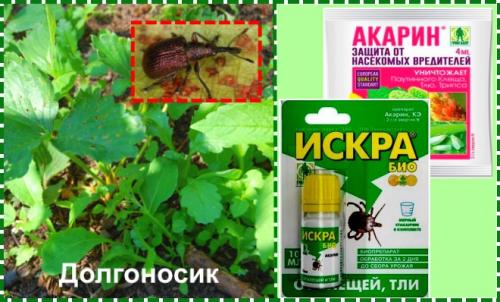 Обработка клубники осенью от болезней и вредителей. Обработка клубники осенью на зиму от болезней и вредителей