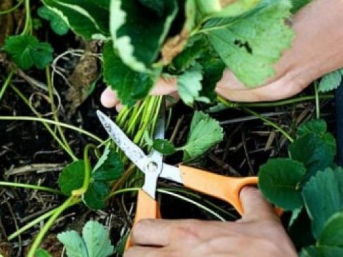 Как ухаживать за клубникой осенью. КАК ПОДГОТОВИТЬ КЛУБНИКУ К ЗИМЕ 10 Как ухаживать за клубникой осенью. КАК ПОДГОТОВИТЬ КЛУБНИКУ К ЗИМЕ 10