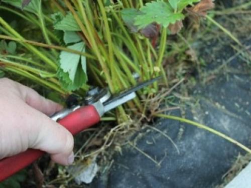 Как ухаживать за клубникой осенью. КАК ПОДГОТОВИТЬ КЛУБНИКУ К ЗИМЕ 09 Как ухаживать за клубникой осенью. КАК ПОДГОТОВИТЬ КЛУБНИКУ К ЗИМЕ 09