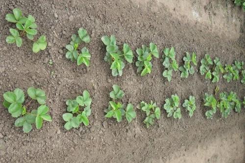 Как укрыть клубнику на зиму агроволокном. Когда и чем укрыть клубнику на зиму